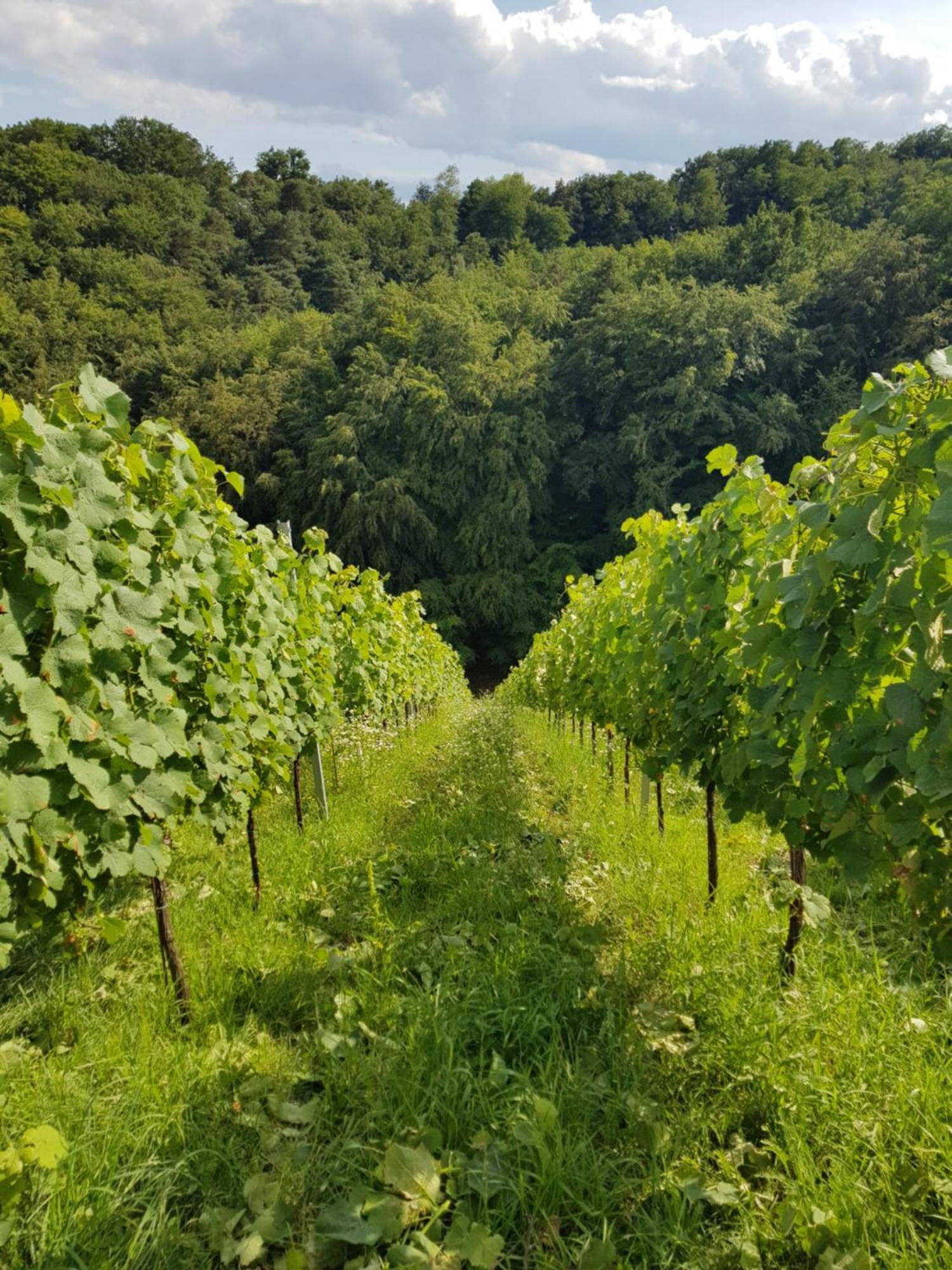 Вілла Wine House Kaloh Марібор Екстер'єр фото